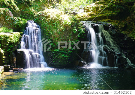 Red Eye Shogaki 8 Falls Mie Prefecture Fresh green Red Eye Shogaki 8 Falls Mie Prefecture Fresh green 31492102