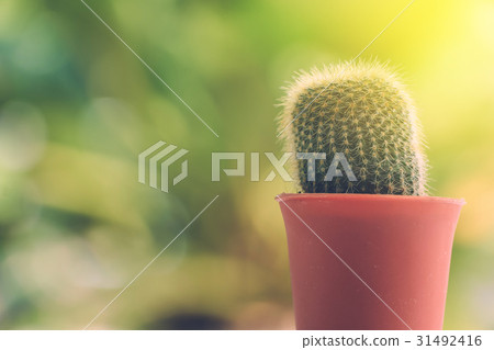 cactus cactus 31492416