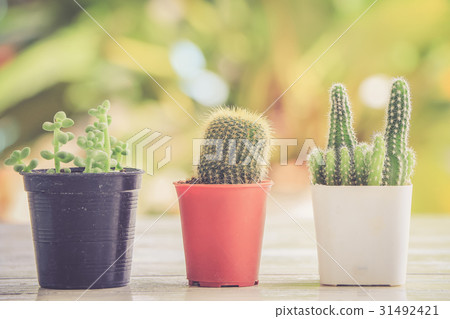 cactus 31492421