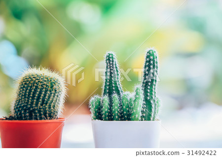 cactus 31492422