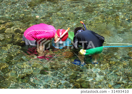 孩子們的河流遊戲。釣魚在高知縣樹香火溫泉前面 孩子們的河流遊戲。釣魚在高知縣樹香火溫泉前面 31493410