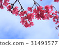 Alishan touch _ cherry blossom 31493577