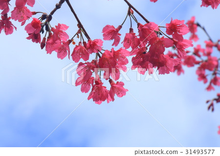 Alishan touch _ cherry blossom Alishan touch _ cherry blossom 31493577
