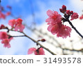Laiji tribe cherry blossom 31493578