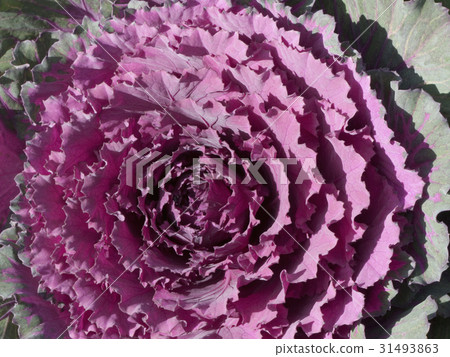 Leaf peony Leaf peony 31493863