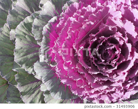 葉牡丹 葉牡丹 31493906