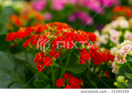 red flowers of Kalanchoe 31494299