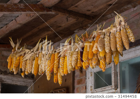 Bundles of corn. Bundles of corn. 31494458