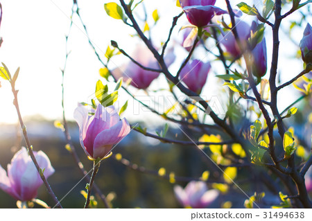 Bright pink magnolia flowers. 31494638