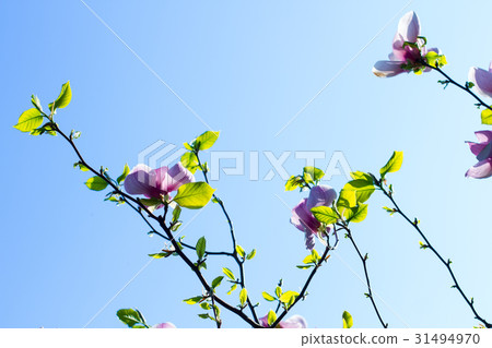 Beautiful tenderly pink flowering. 31494970