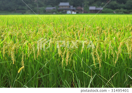 Kayabuki沒有佐藤米全景在Miyama鎮，京都 31495401
