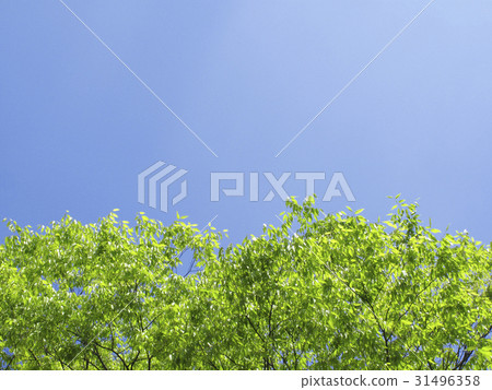 Fresh green and blue sky 31496358