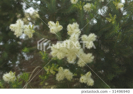 澳洲茶樹 澳洲茶樹 31496940