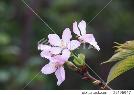 櫻花 櫻花 31496947