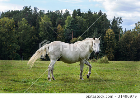 White horse on a green meadow 31496979