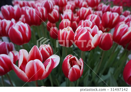 Red and white tulips Red and white tulips 31497142