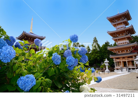 寺廟和繡球花 寺廟和繡球花 31497211