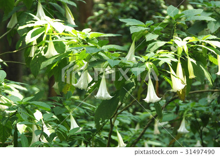 曼陀羅花 31497490