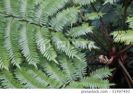 蕨類植物 31497493