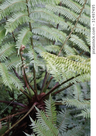 蕨類植物 31497495