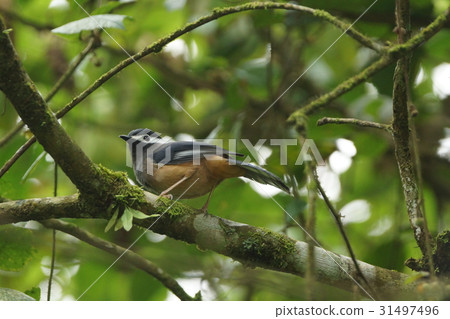 白耳畫眉 白耳畫眉 31497496