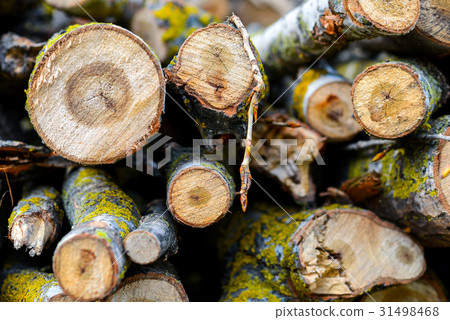 Stacked Wood Logs With Pine Trees 31498468