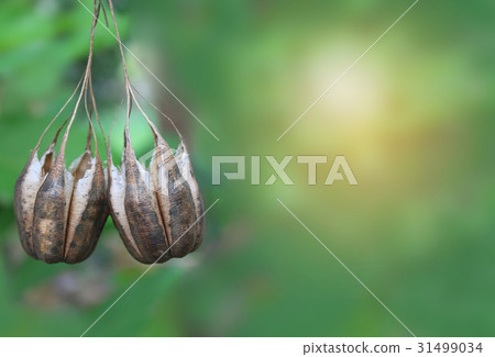 Abstract soft blurred and soft focus of Aristoloch Abstract soft blurred and soft focus of Aristoloch 31499034
