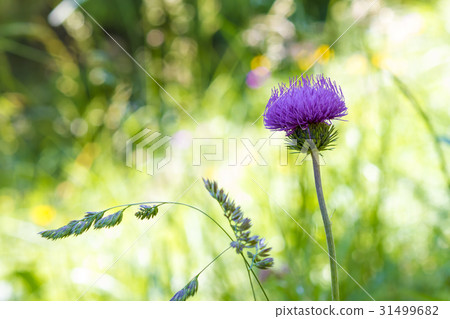 Carduus acanthoides violet flower 31499682