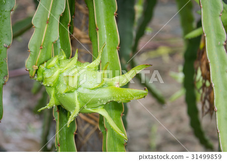 dragon Fruit on the tree after rain in garden 31499859