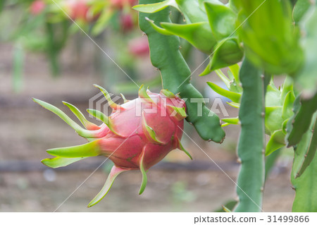 Dragon fruit,Pitaya on tree 31499866