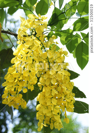 阿勃勒 阿勃勒 31500019