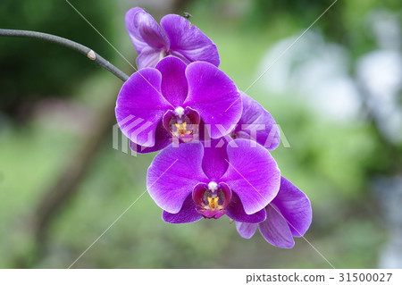 蘭花 蘭花 31500027