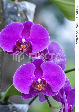 orchid 31500028