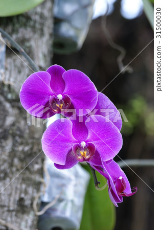 orchid 31500030