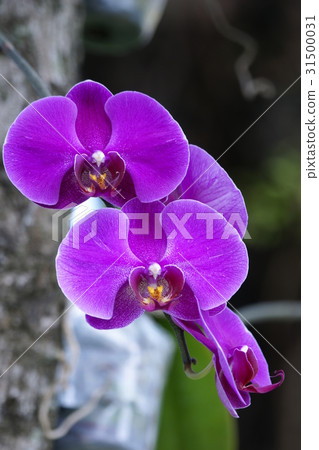 蘭花 蘭花 31500031