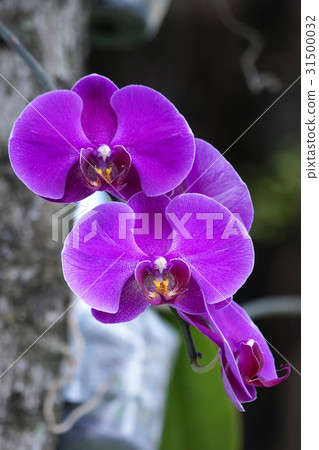 orchid 31500032