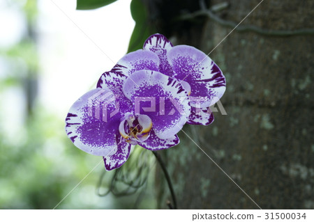 蘭花 蘭花 31500034