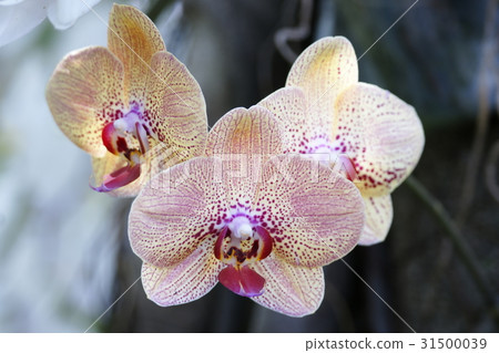 蘭花 蘭花 31500039