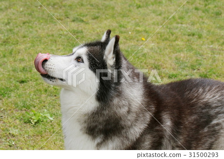 西伯利亞哈士奇犬 31500293