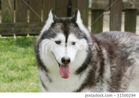 西伯利亞哈士奇犬 31500294