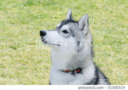 西伯利亞哈士奇犬 西伯利亞哈士奇犬 31500314