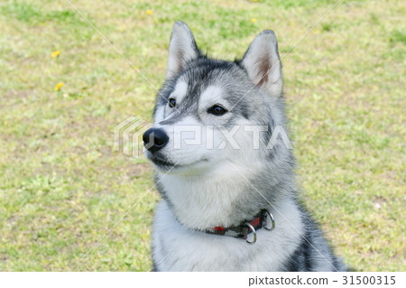 Siberian husky Siberian husky 31500315