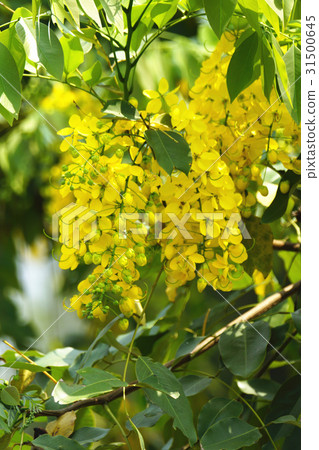 阿勃勒 阿勃勒 31500645