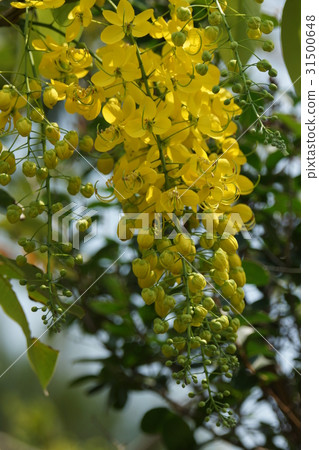 阿勃勒 阿勃勒 31500648