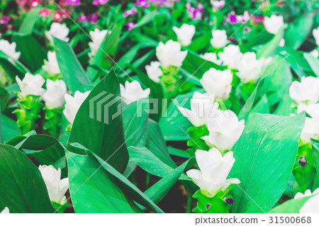 beautiful flowers garden beautiful flowers garden 31500668