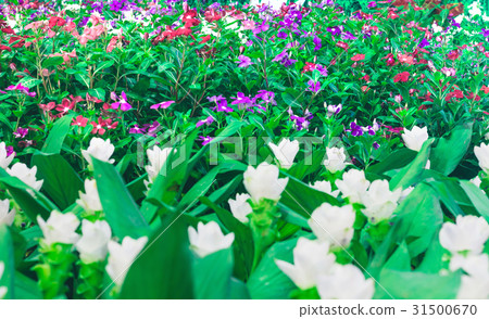beautiful flowers garden beautiful flowers garden 31500670