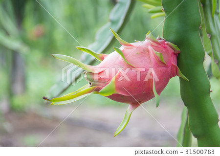 Dragon fruit,Pitaya on tree 31500783