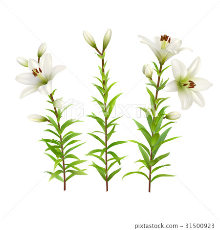 White lilies with green stem and leaves. Set of White lilies with green stem and leaves. Set of 31500923
