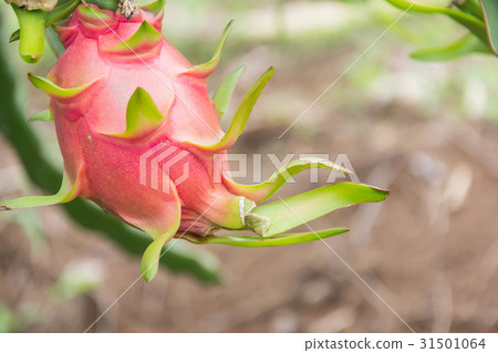 Dragon fruit,Pitaya on tree Dragon fruit,Pitaya on tree 31501064