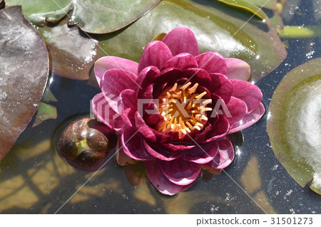 Chelsea Flower Show 31501273